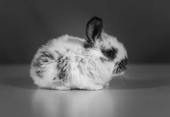 Kruk czy królik - kto jest na filmie? Internet znów podzielony