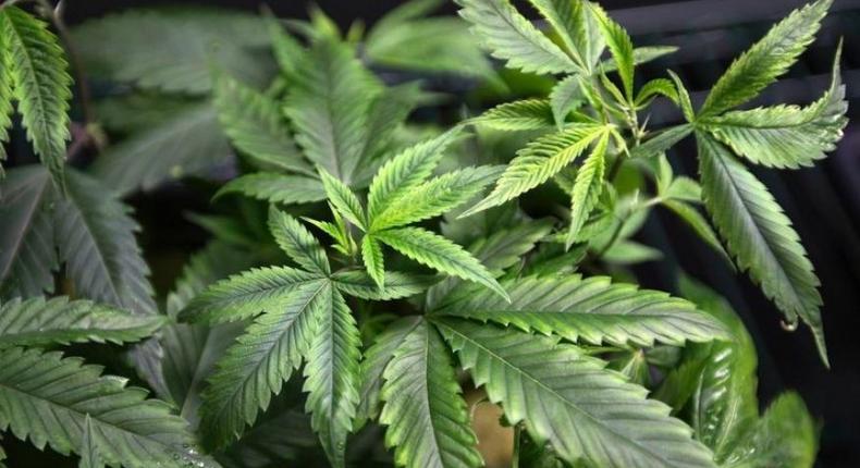 Purified marijuana compound may reduce stubborn epileptic seizures