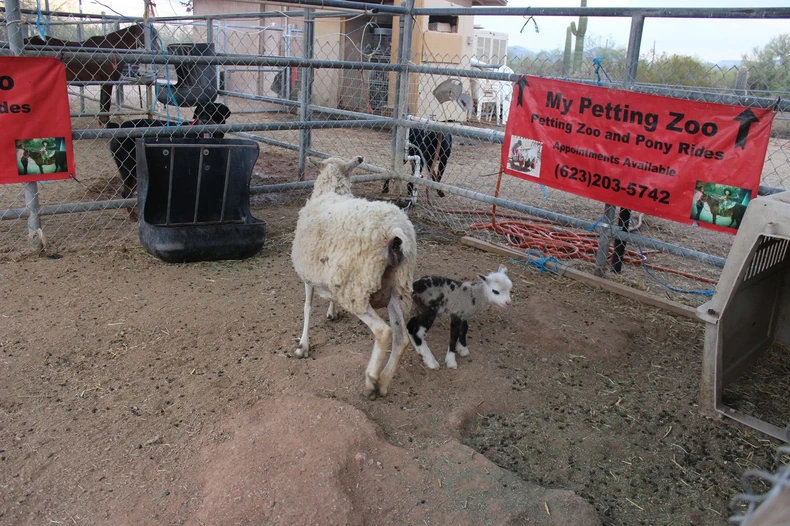 Niko nije znao da je ovca Moma bremenita