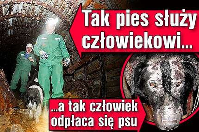 Tak pies służy człowiekowi. Zobacz, jak się za to odwdzięcza