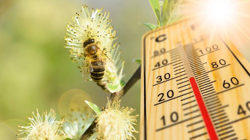 meteorológia, orvosmeteorológia, időjárás, front, fronthatás, allergia, pollen, időjárás-érzékenység