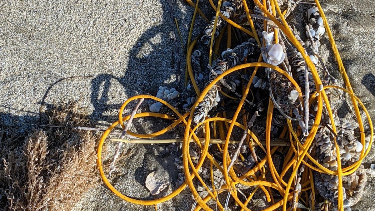 USA: Niezwykłe odkrycie na plaży w Teksasie. To nie śmieć, a wyjątkowy koralowiec