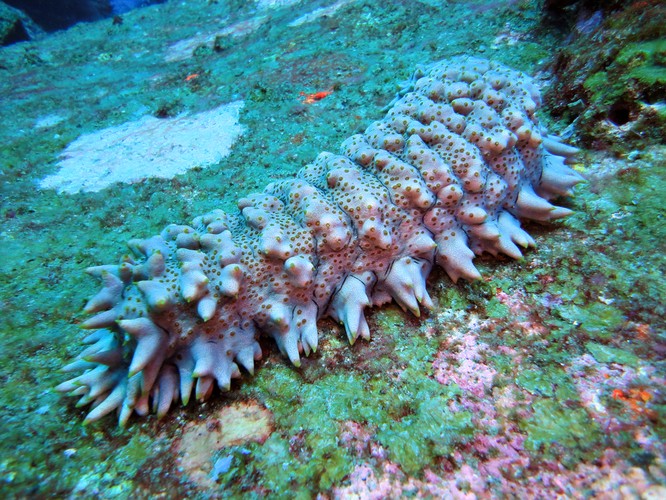 Strzykwy
<br><br>
Za afrodyzjak są uznawane w Japonii i Chinach
<br><br>
- Gdzie najlepiej zjeść: Chiny, Japonia 
<br><br>
- Kiedy: maj