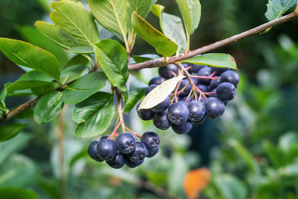 Aronia. Kiedy i jak przycinać aronię?