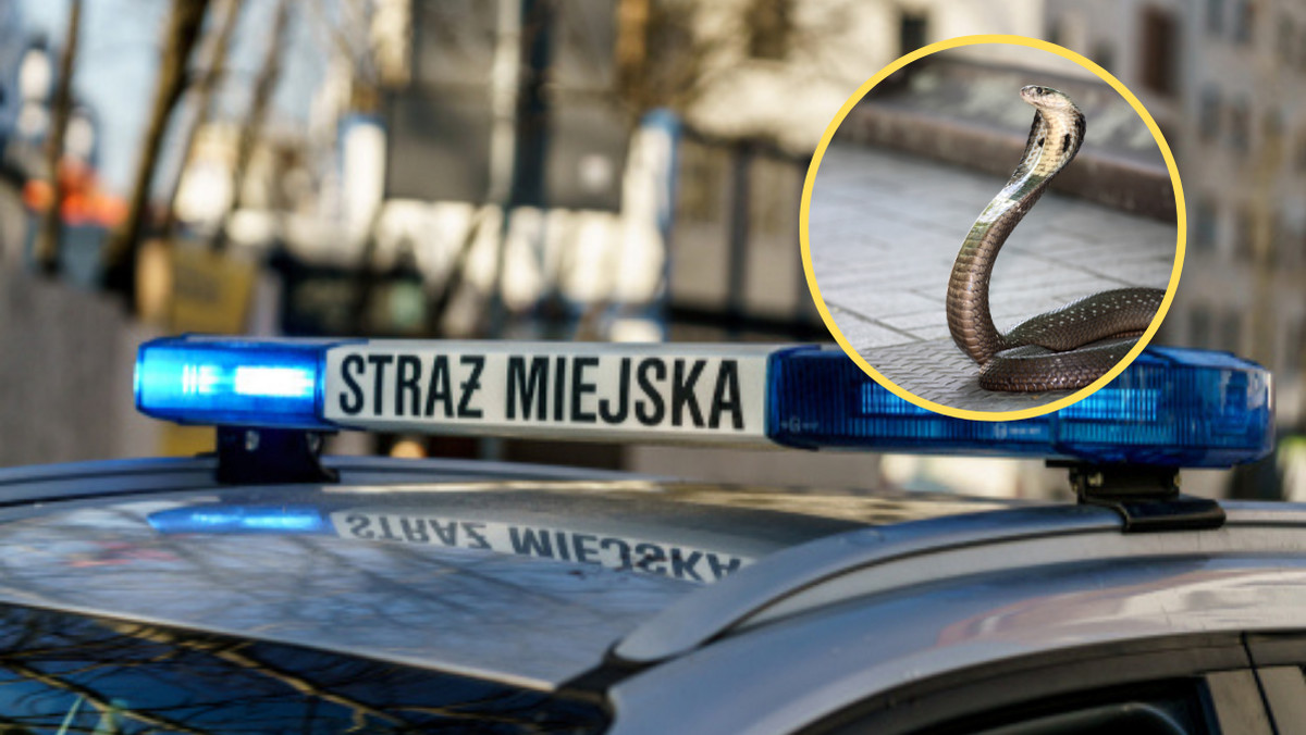 Kuriozalna interwencja strażników miejskich w Krakowie. Przyjechali złapać "kobrę"