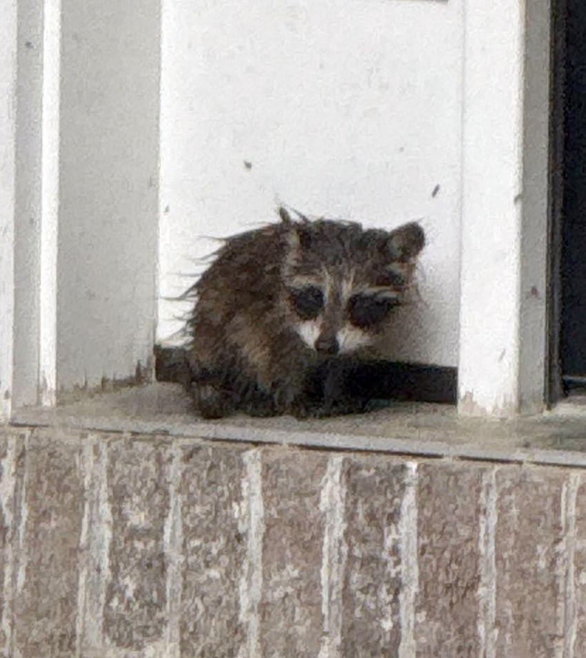 Pronađen pokisli i uplašeni rakun