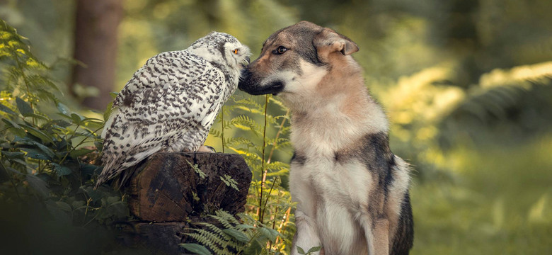 O psie, który przyjaźnił się z... sową. Tanja Brandt fotografuje nietypowe relacje wśród zwierząt
