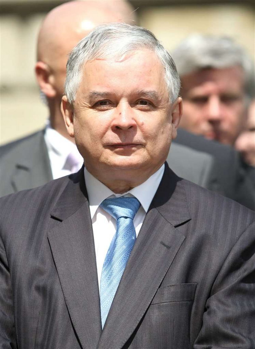 Tulipan Lech Kaczyński