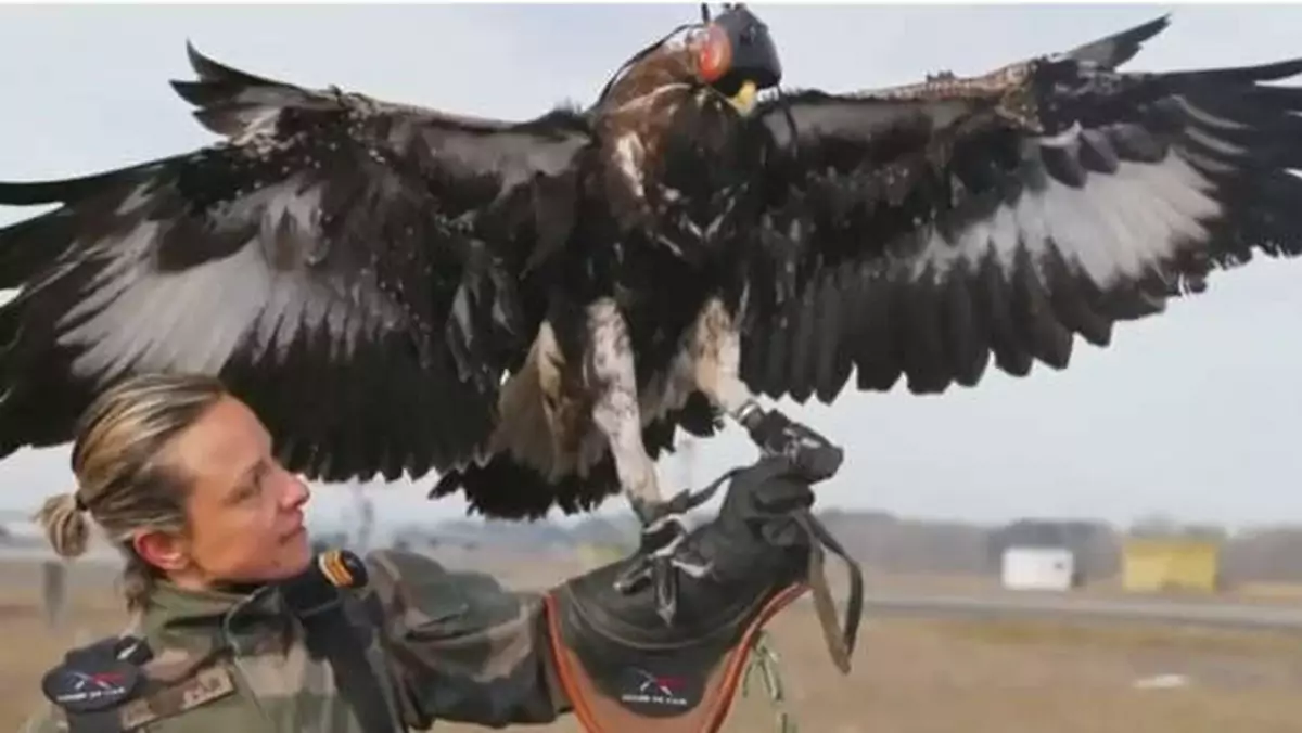 Francja trenuje orły do walki z dronami