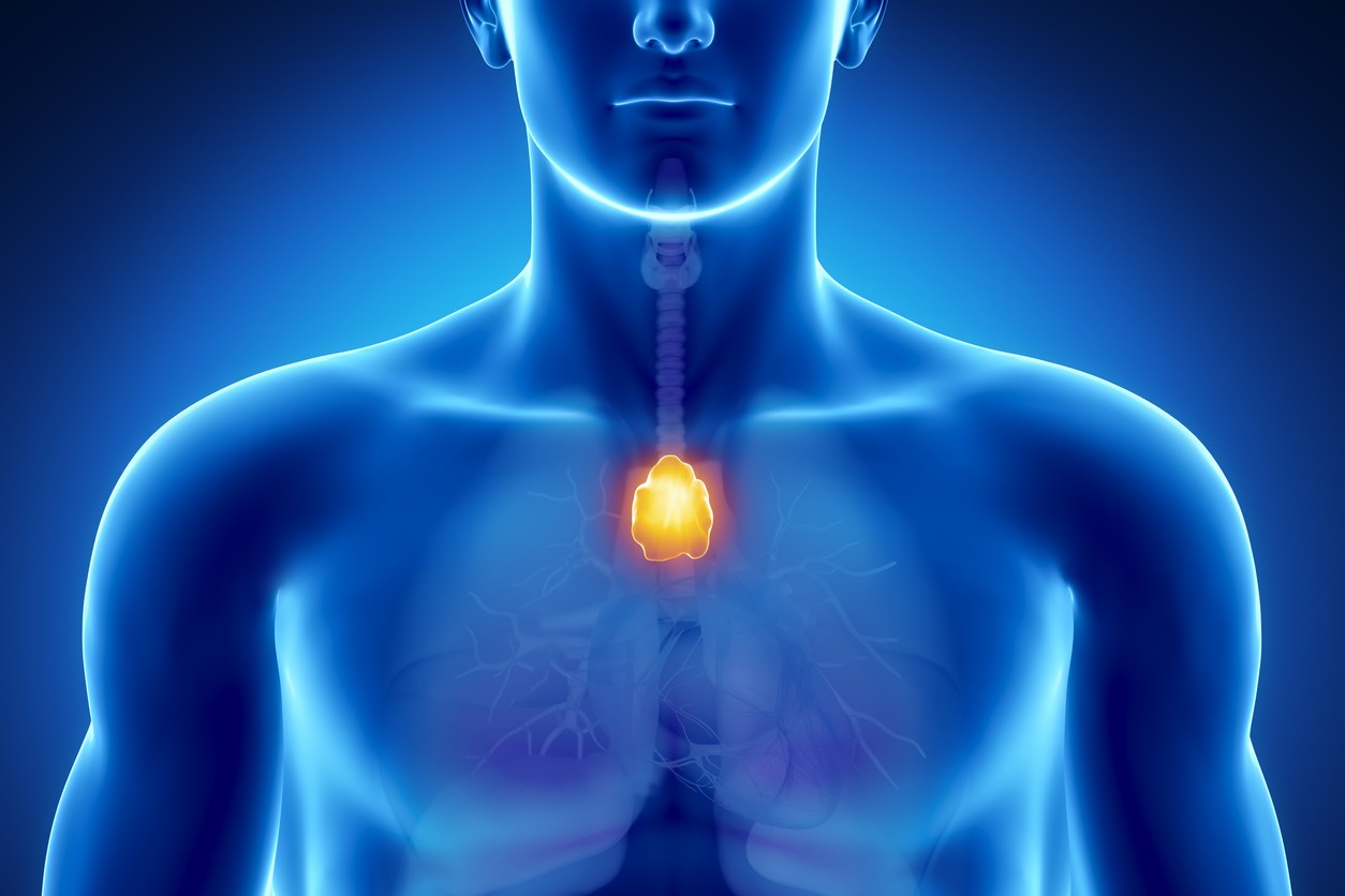 The thyroid gland is a small organ located in the upper part of the chest. (illustrative photo)