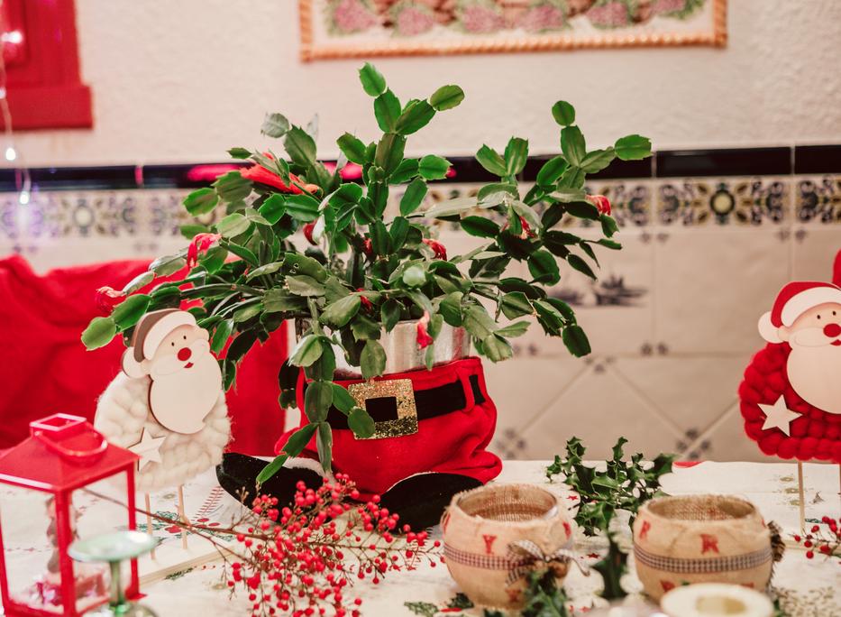 Karácsonyi kaktusz / Fotó: Getty Images