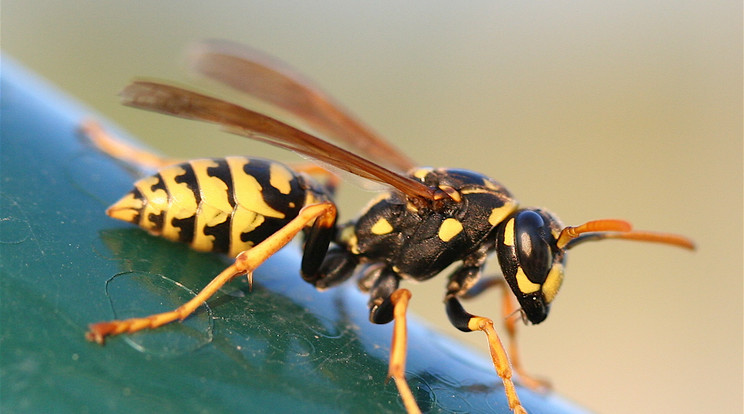 Az allergiásokkal egy darázscsípés percek alatt végezhet (illusztráció)