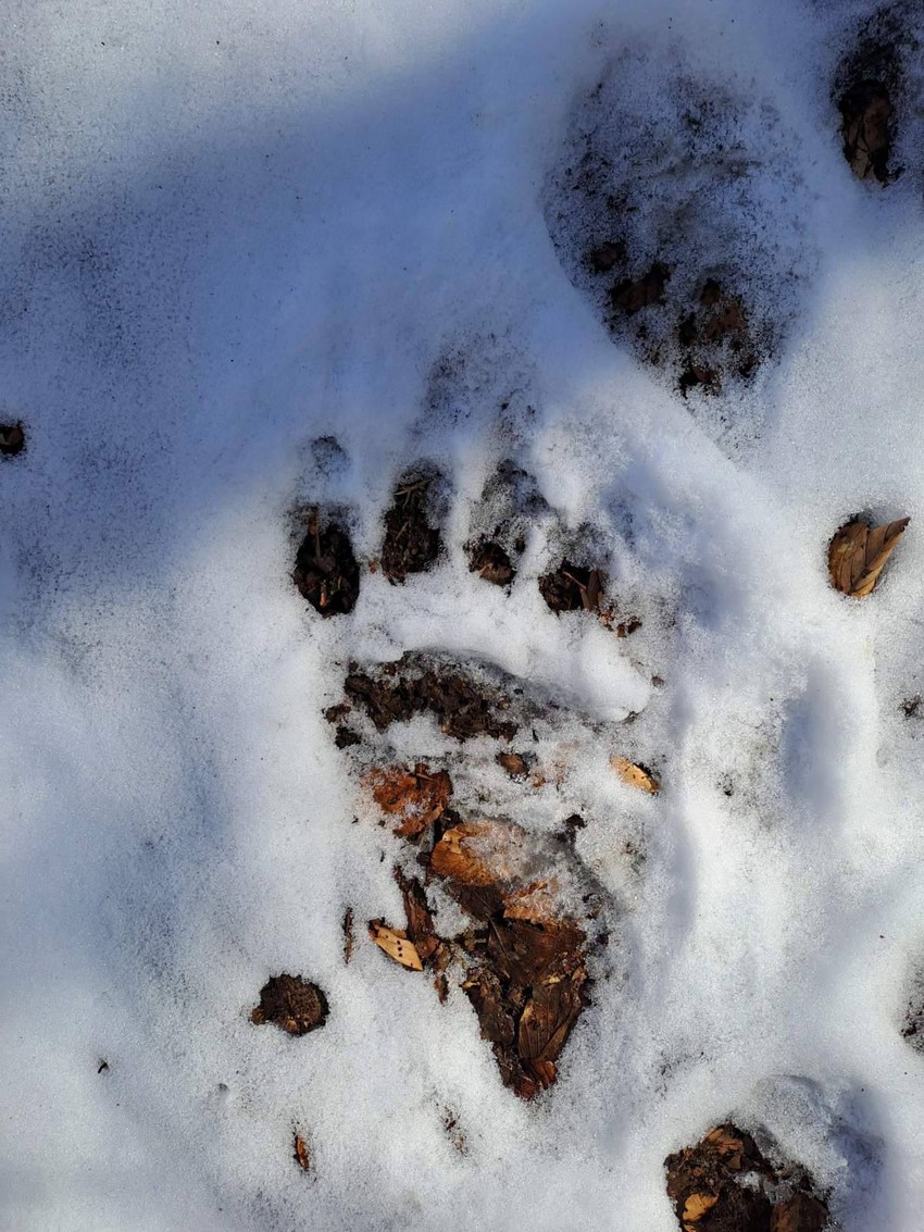 Građani uslikali medveđu šapu koja se jasno ocrtala u snegu