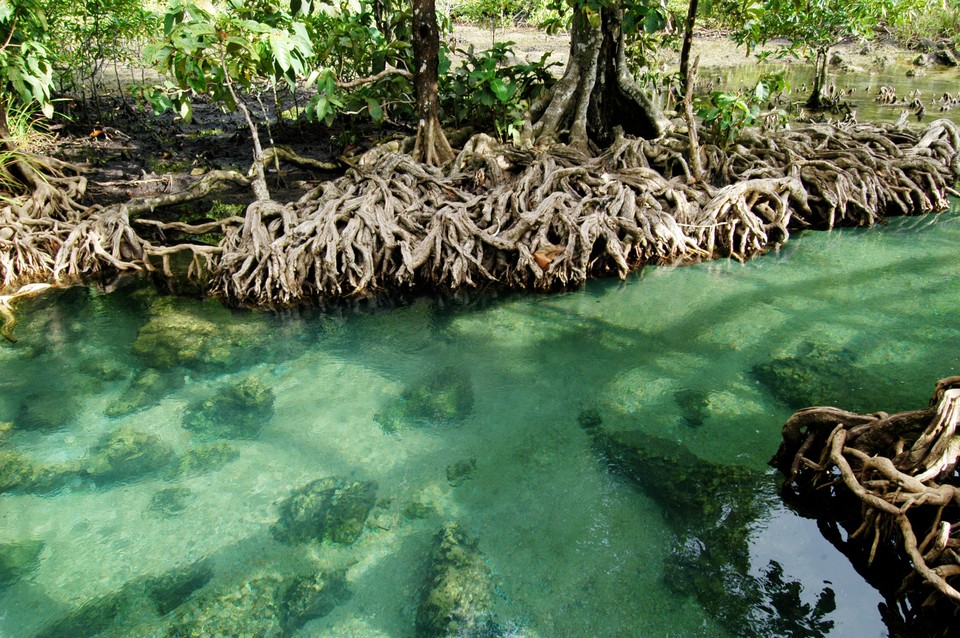 Namorzyny, Krabi