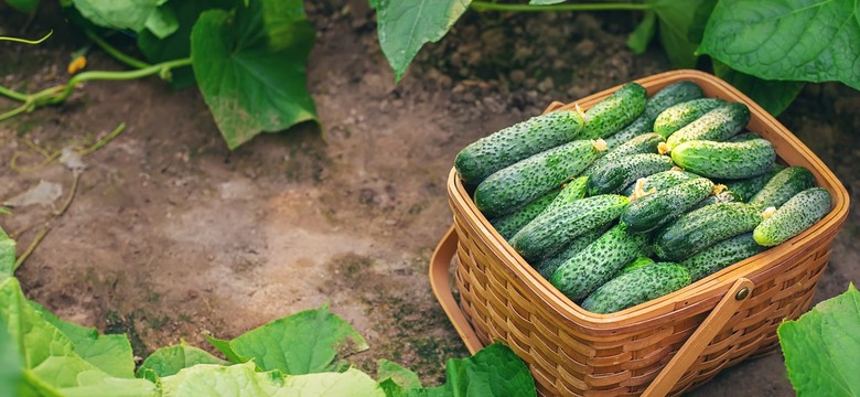 4 triki na obfite plony ogórków gruntowych. Każdy może je zastosować