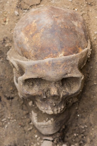 Szkielet odkryty w Poznaniu