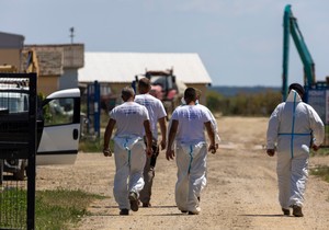 Farma svinja