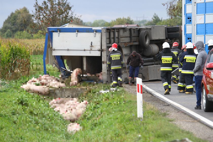 Wypadek ciężarówki ze świniami w Dębnie