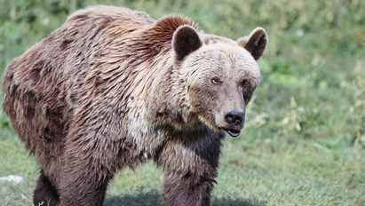 200 kilós medvét láttak Ózd környékén – fotó