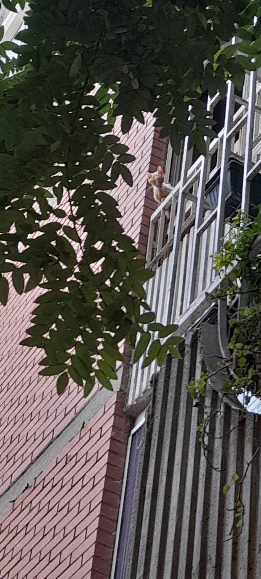 Bela persijska mačka koja izgleda bolesno i izgladnelo, vapi za pomoć