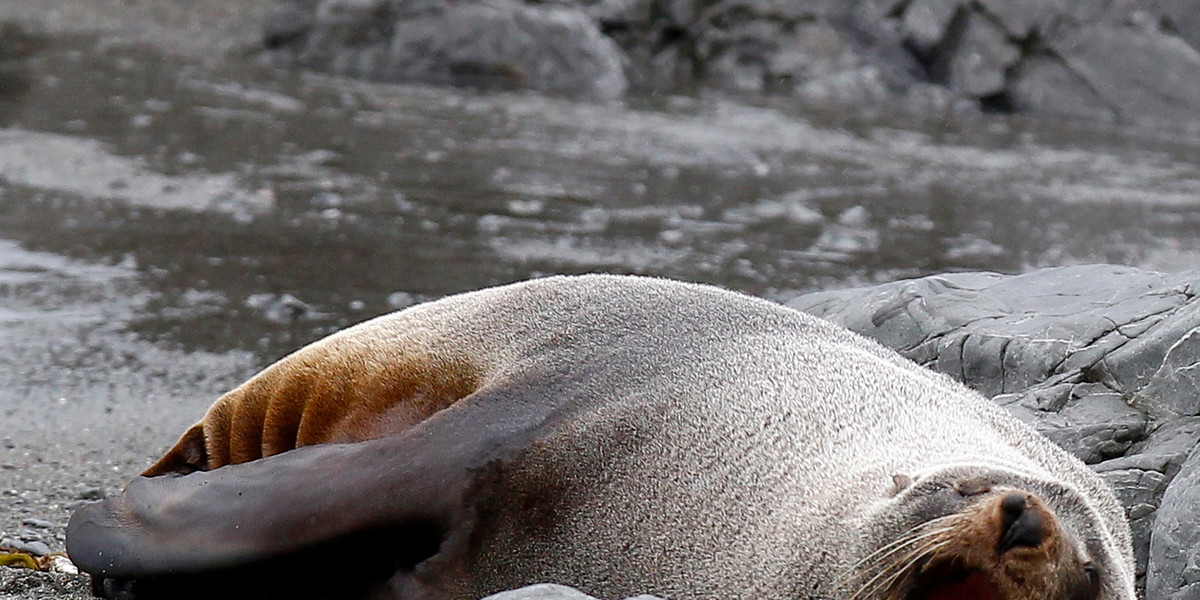 A seal yawns at Wellington's south coast October 3, 2011.