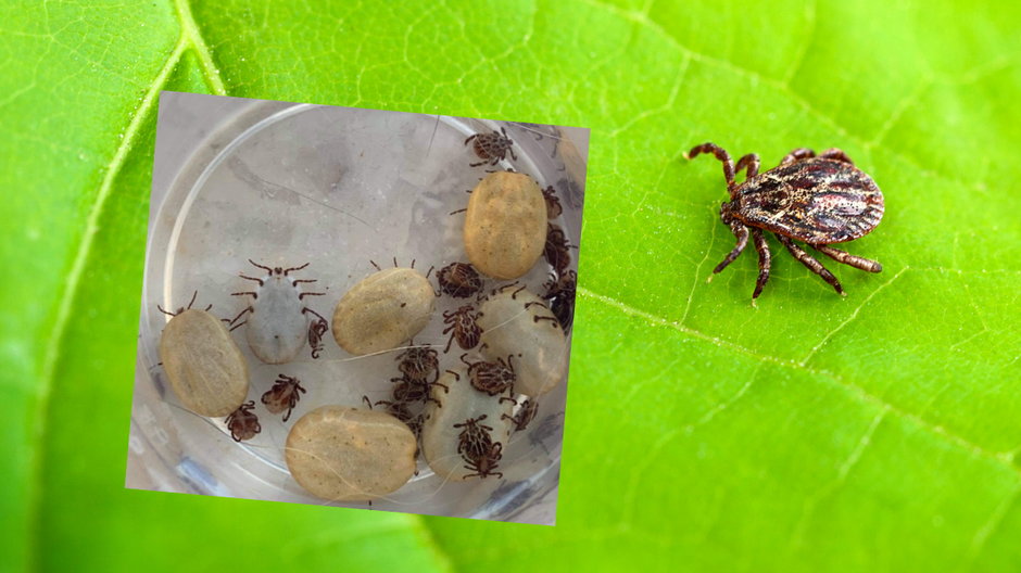 Sezon na kleszcze rozpoczęty. Jak ochronić się przed insektami?