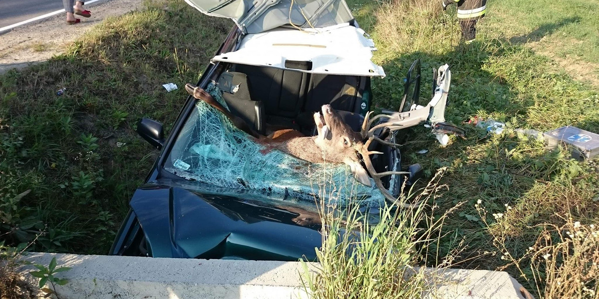 Zderzenie jelenia z autem w Olszynach. Zwierzę wylądowało w środku