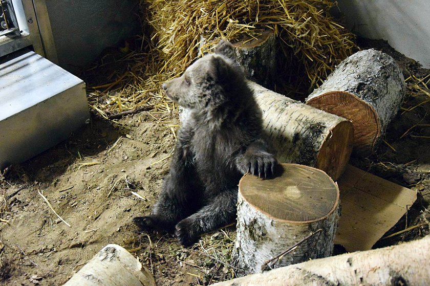 Niedźwiedzica z Bieszczad przepija ZOO! Potrzebne wsparcie