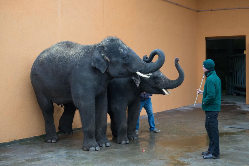 Nowe słonie w chorzowskim zoo