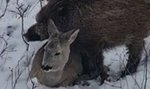 Hit internetu! Fotopułapka przyłapała dzika i sarnę, jak wzajemnie próbują się ogrzać w śniegu [WIDEO]