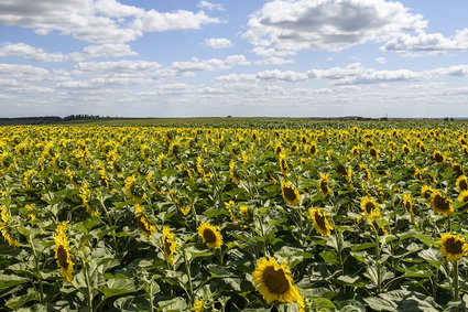 Zasiewy w Ukrainie o połowę mniejsze niż w 2021 r.