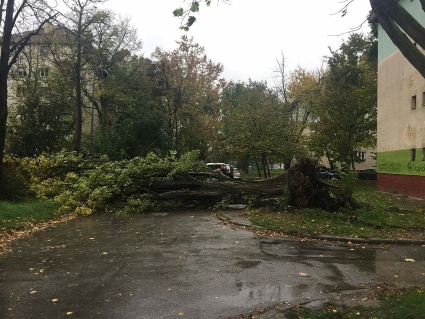 Vetar oborio drvo u Novom Sadu