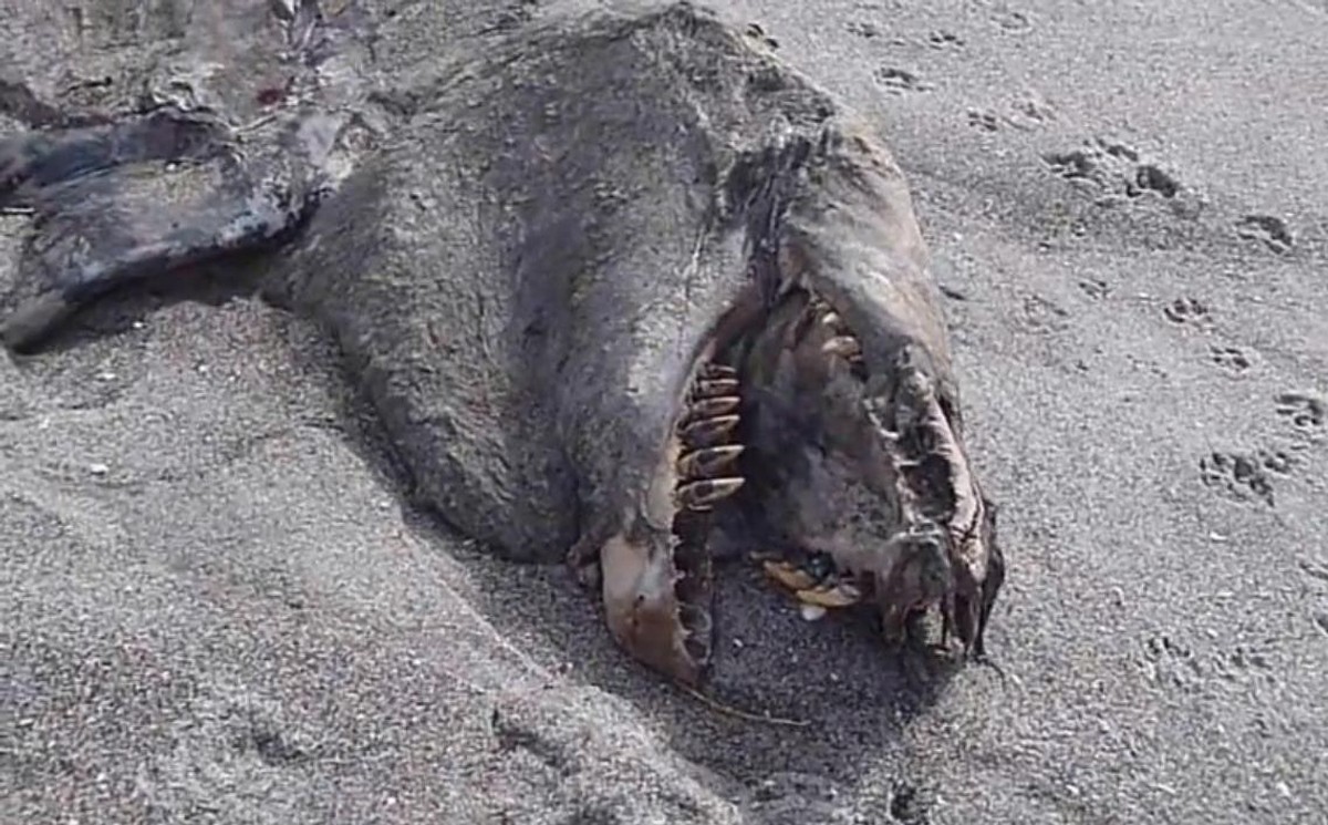 Zwierzę znalezione na plaży w Nowej Zelandii