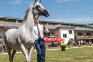 janów podlaski koń arab krwi arabskiej klacz