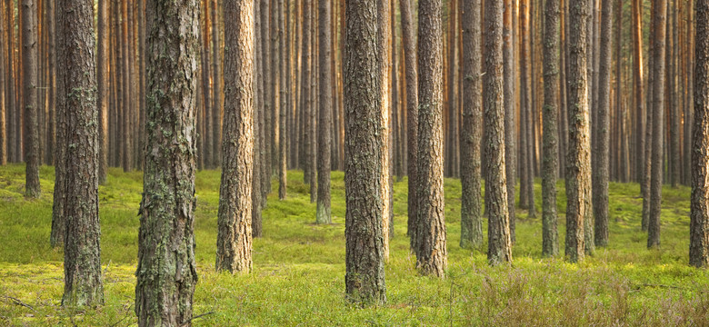 Co ósme drzewo w Polsce ma ponad sto lat