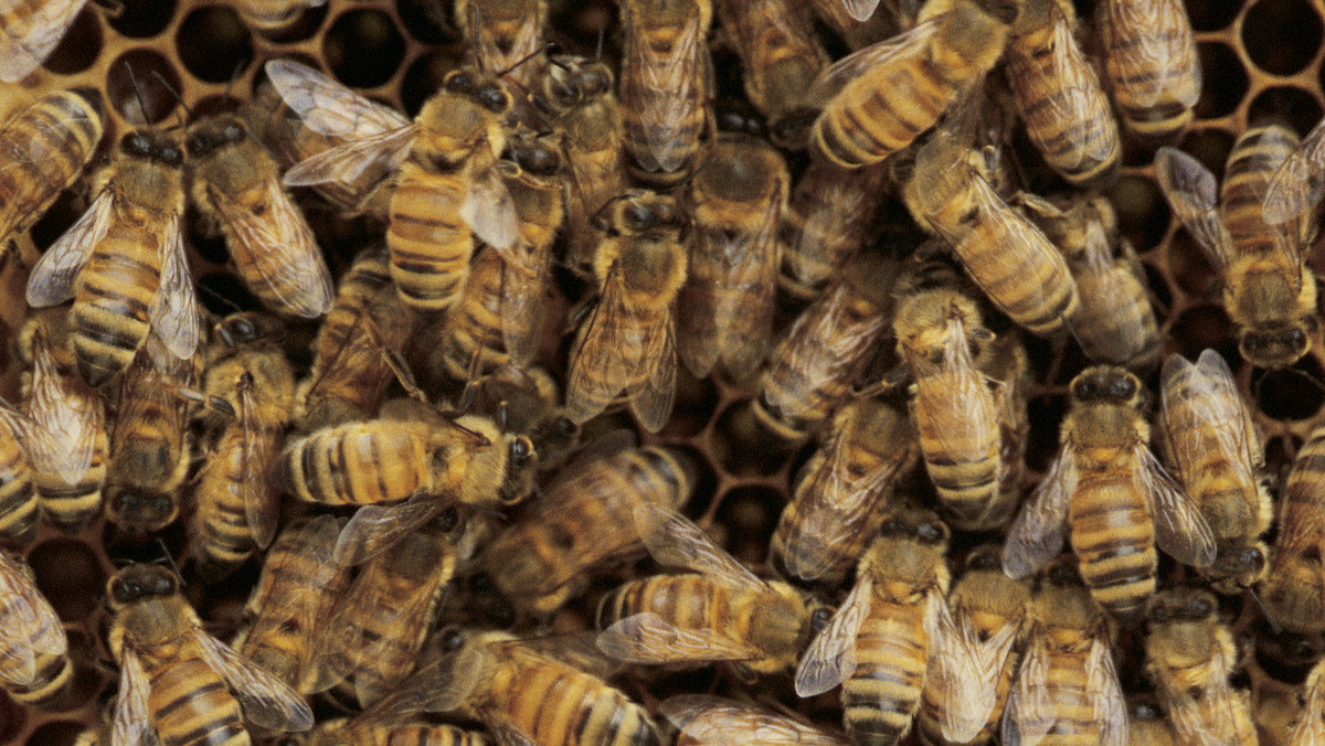 Pszczelarze z woj. warmińsko-mazurskiego walczą o wzmocnienie pszczelich rodzin, których część jest wciąż osłabiona po długiej zimie. W tym roku w regionie wskutek zimy wyginęło aż 20 proc. pszczelich rodzin.