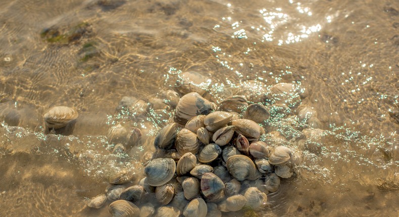 The Original Long Islanders Fight to Save Their Land From a Rising Sea