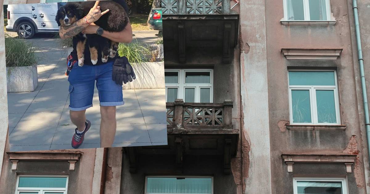 Świnka została wyrzucona przez okno. W mieszkaniu było więcej zwierząt