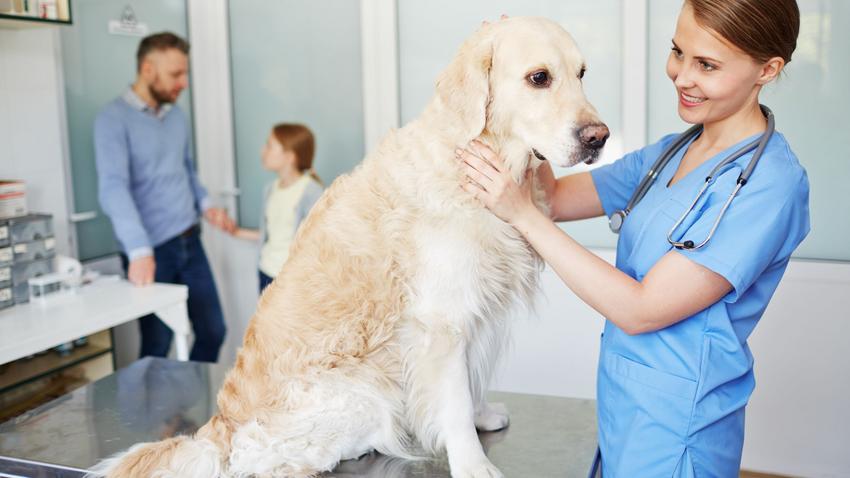 kutya, állatorvosi vizsgálat, temperamentum, alkalmazkodóképesség