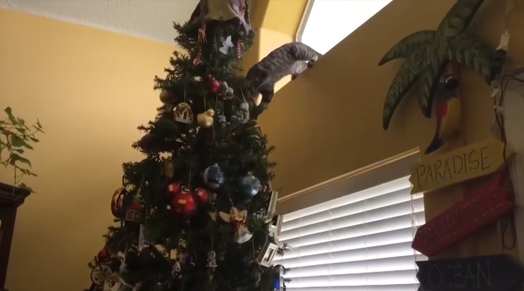 Macskák, akik nem tudnak ellenállni a karácsonyfának / Fotó: YouTube