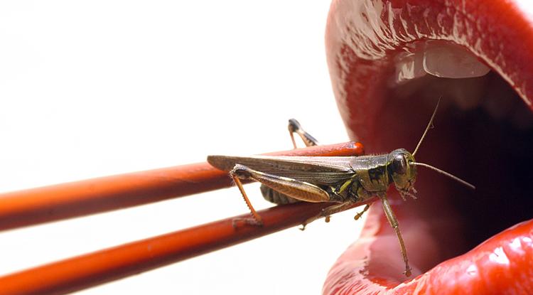 Sült rovarokat kapni a brit élelmiszerboltok polcain – Te kipróbálnád?