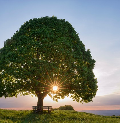Baum
