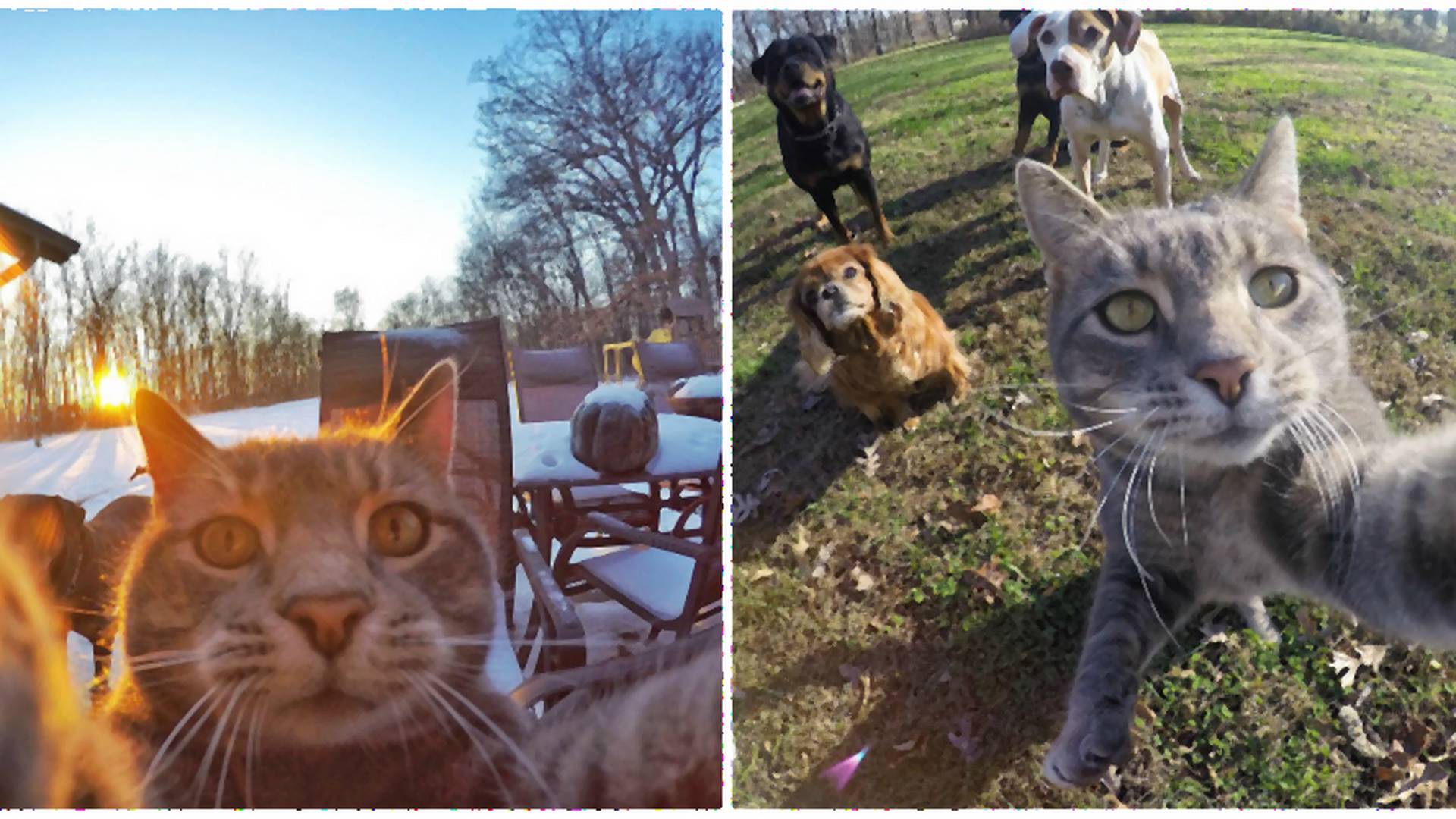 Ten kot robi lepsze selfie, niż większość z nas! Zobacz zabawną galerię zdjęć