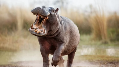 Chłopiec cudem przeżył atak hipopotama