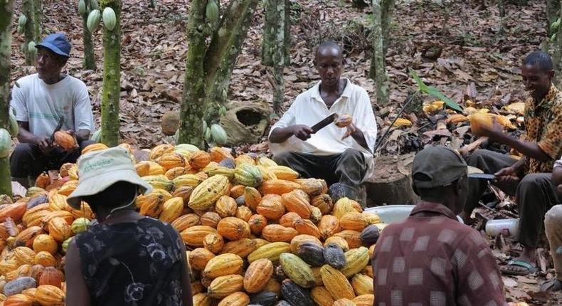 Farmers break cocoa pods in Ghana's eastern cocoa town of Akim Akooko September 6, 2012. REUTERS/Kwasi Kpodo