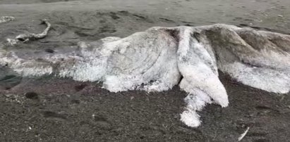 Tajemnicze monstrum na plaży. Naukowcy już wiedzą, co to jest!