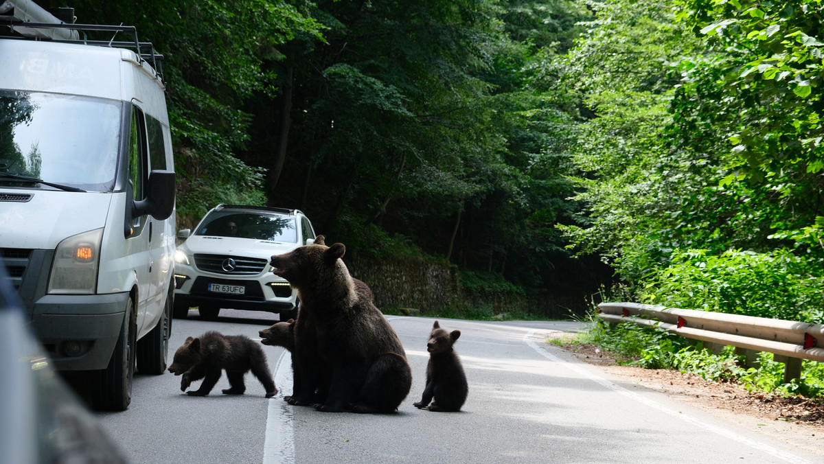 Spędziłam urlop w Rumunii. Przed maskę auta wychodziły mi niedźwiedzie