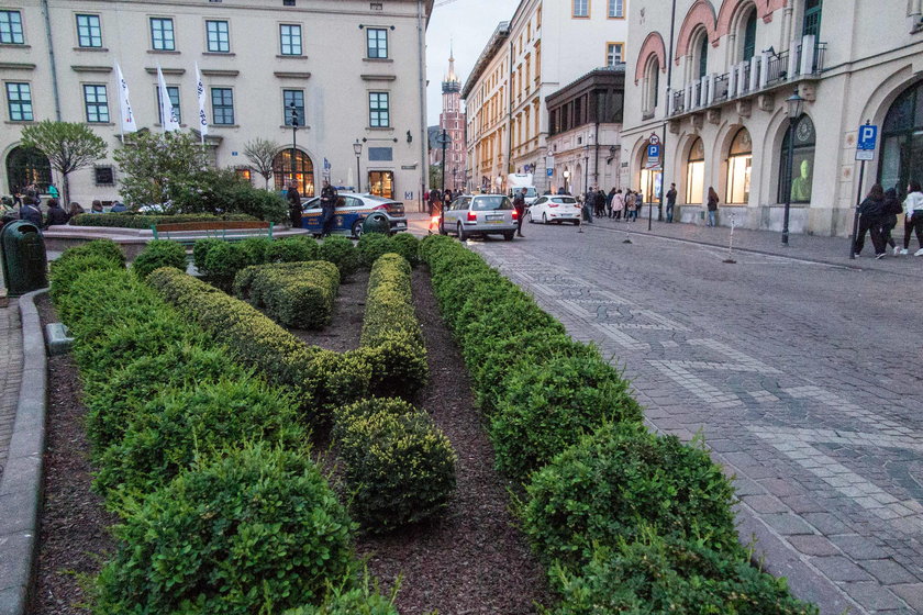 Szczury buszują po centrum Krakowa