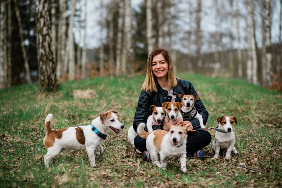 Jack russell terrier to rasa, która ma duże wzięcie wśród indywidualnych nabywców w Polsce. Hoduje je Patrycja Kowalka z Brodnicy.