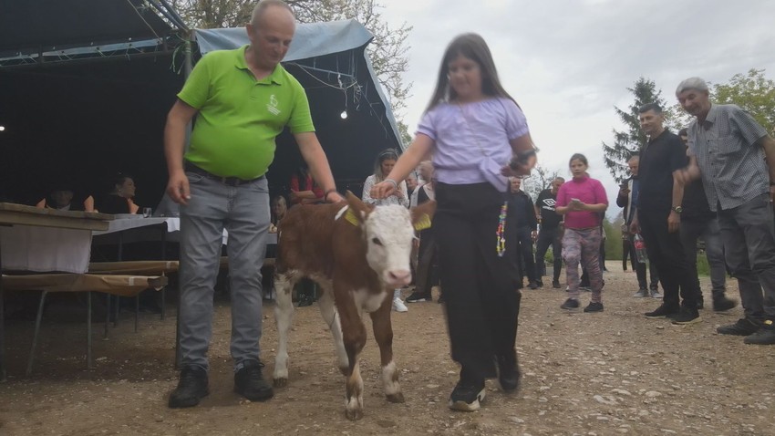 Goran napunio štalu kravama pa napravio slavlje